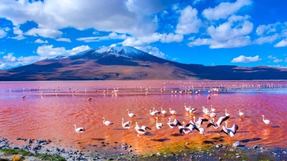 Laguna Colorada